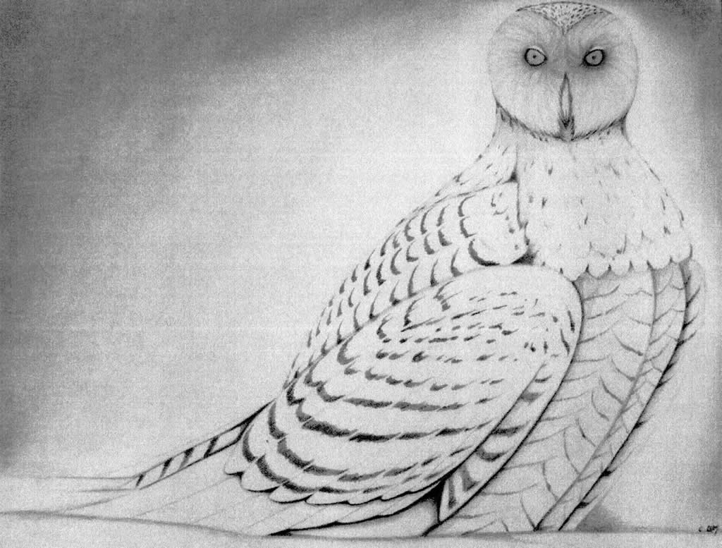 Snowy owl 1